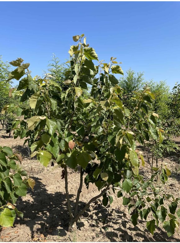 Henrys-Linde Henryana - Mehrstämmig | Tilia Henryana Henrys-Linde Henryana - Mehrstämmig | Tilia Henryana