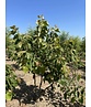 Mehrstämmige Henrys Linde | Tilia Henryana