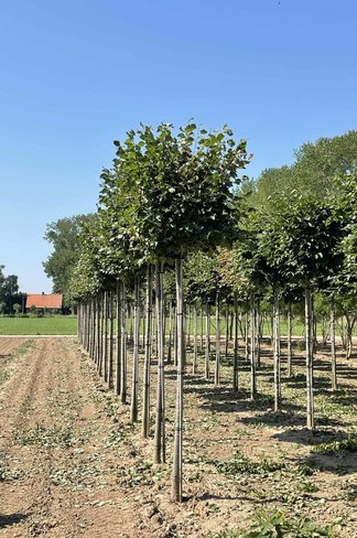 Winterlinde Kastenform | Tilia cordata Winterlinde Kastenform | Tilia cordata