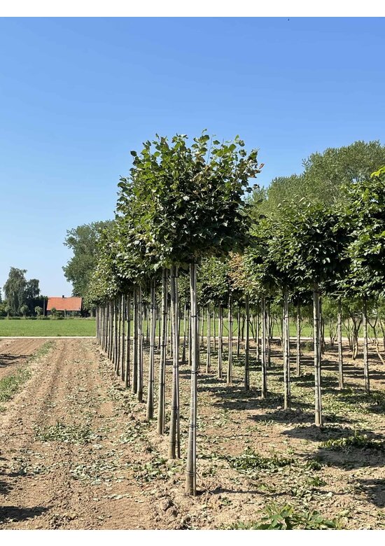 Winterlinde Kastenform | Tilia cordata