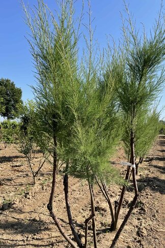 Tamariske - Mehrstämmig | Tamarix tetrandra Tamariske - Mehrstämmig | Tamarix tetrandra