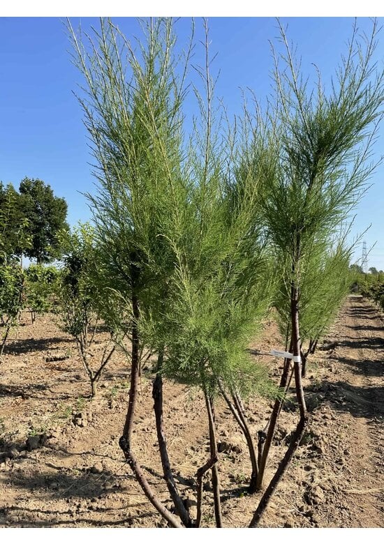 Tamariske - Mehrstämmig | Tamarix tetrandra