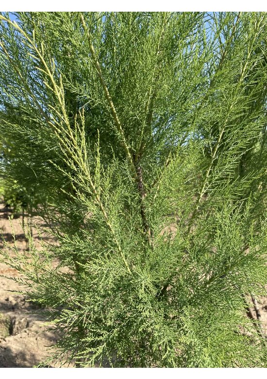 Tamariske - Mehrstämmig | Tamarix tetrandra