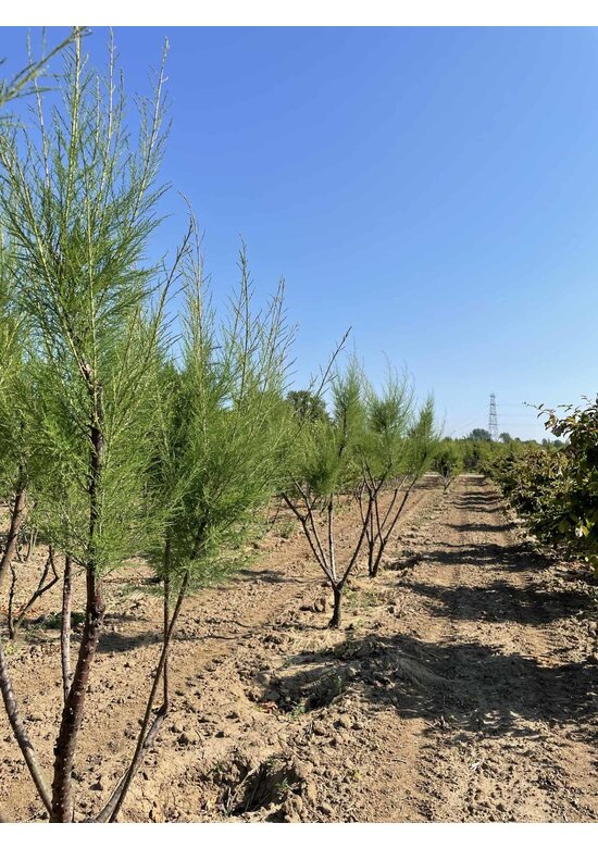 Tamariske - Mehrstämmig | Tamarix tetrandra