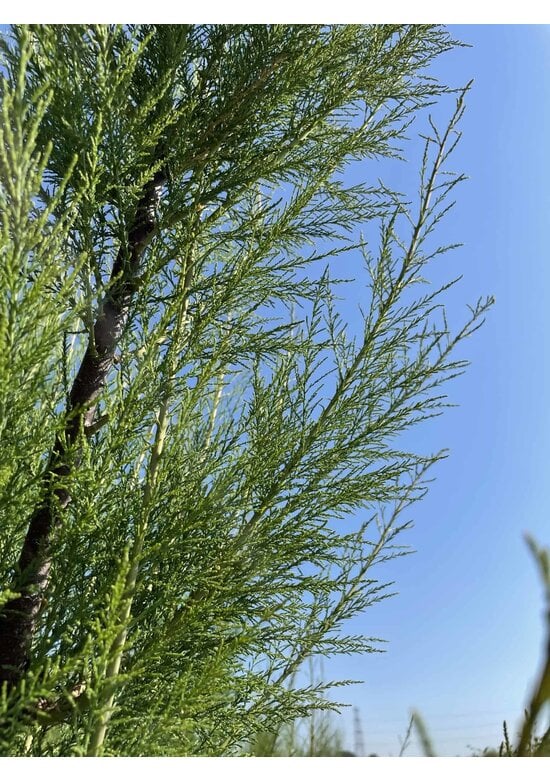 Tamariske - Mehrstämmig | Tamarix tetrandra