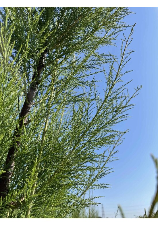 Tamariske - Mehrstämmig | Tamarix tetrandra