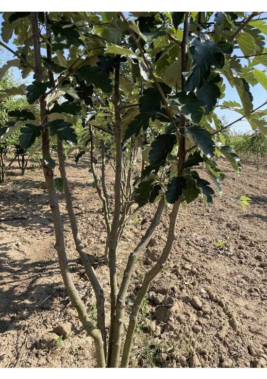 Schwedische Mehlbeere - Mehrstämmig | Sorbus Intermedia