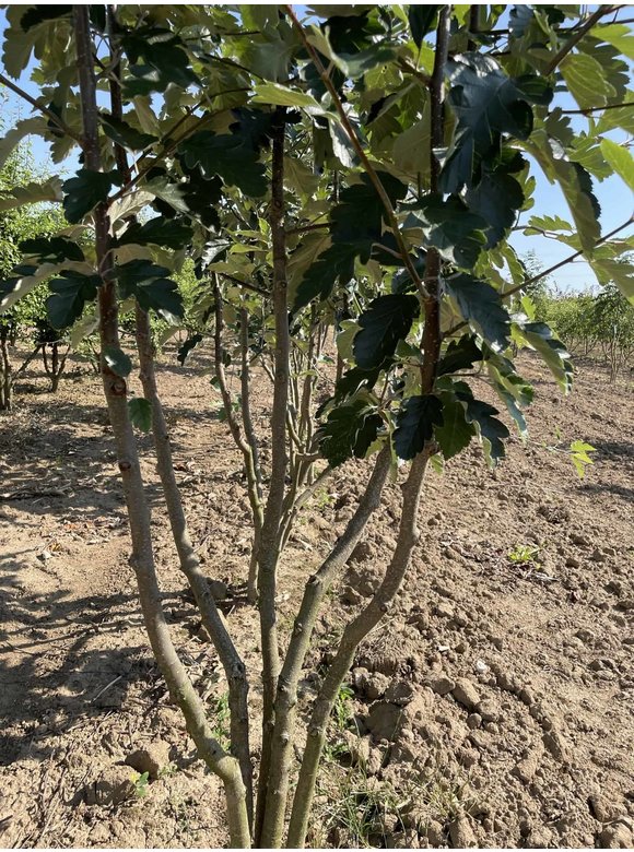 Schwedische Mehlbeere - Mehrstämmig | Sorbus Intermedia Schwedische Mehlbeere - Mehrstämmig | Sorbus Intermedia