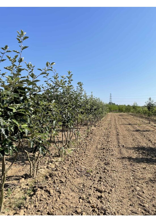 Schwedische Mehlbeere - Mehrstämmig | Sorbus Intermedia