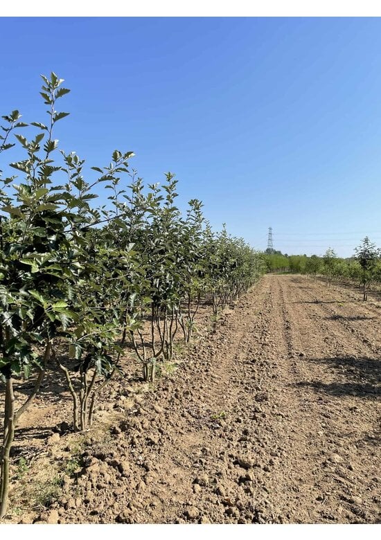 Schwedische Mehlbeere - Mehrstämmig | Sorbus Intermedia