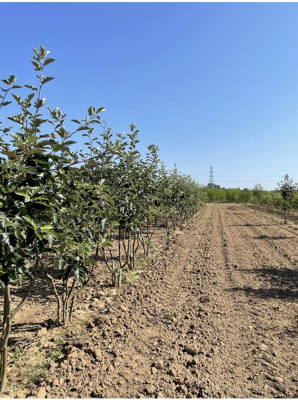 Schwedische Mehlbeere - Mehrstämmig | Sorbus Intermedia Schwedische Mehlbeere - Mehrstämmig | Sorbus Intermedia