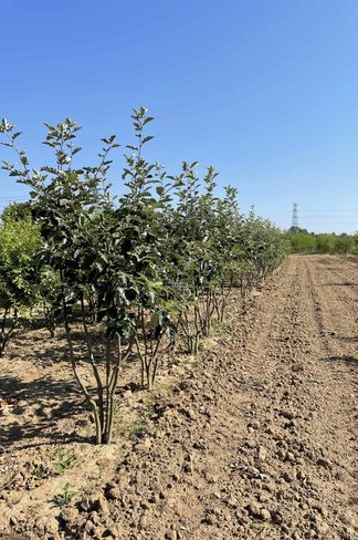 Schwedische Mehlbeere - Mehrstämmig | Sorbus Intermedia
