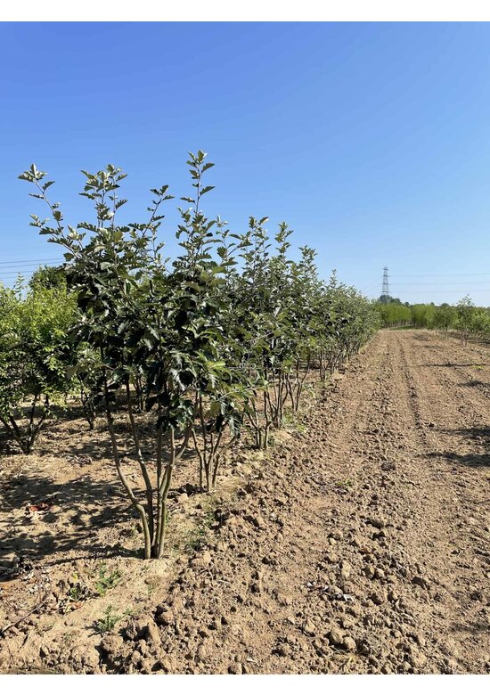Schwedische Mehlbeere - Mehrstämmig | Sorbus Intermedia