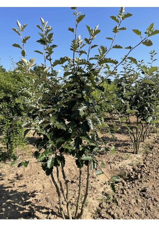 Schwedische Mehlbeere - Mehrstämmig | Sorbus Intermedia