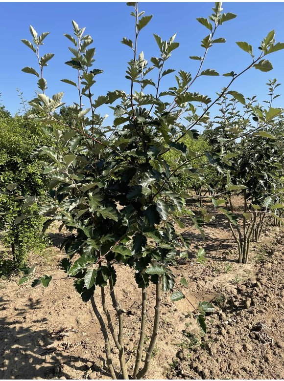 Schwedische Mehlbeere - Mehrstämmig | Sorbus Intermedia Schwedische Mehlbeere - Mehrstämmig | Sorbus Intermedia