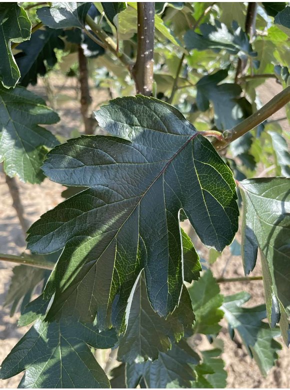 Schwedische Mehlbeere - Mehrstämmig | Sorbus Intermedia Schwedische Mehlbeere - Mehrstämmig | Sorbus Intermedia