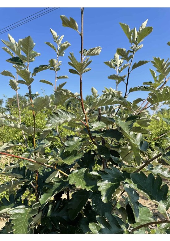Schwedische Mehlbeere - Mehrstämmig | Sorbus Intermedia