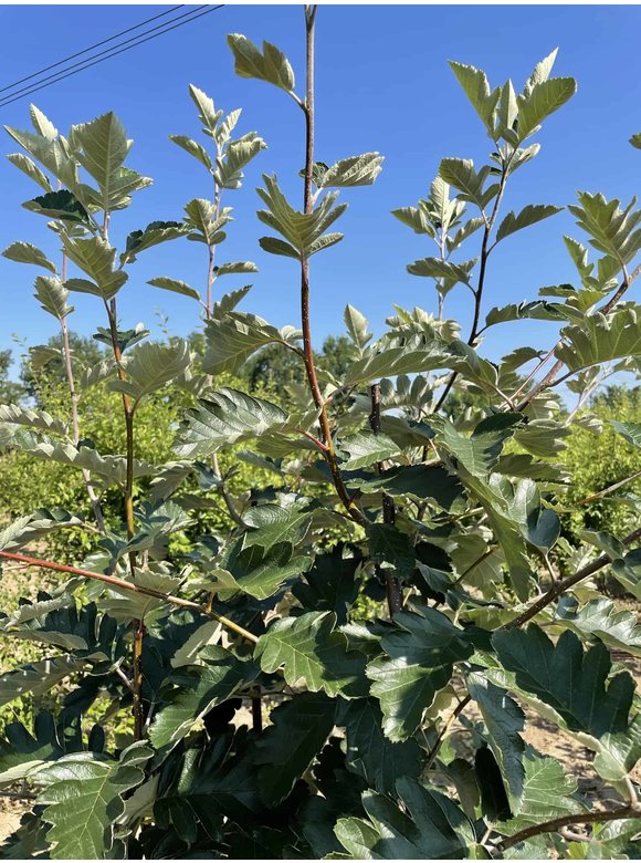 Schwedische Mehlbeere - Mehrstämmig | Sorbus Intermedia Schwedische Mehlbeere - Mehrstämmig | Sorbus Intermedia