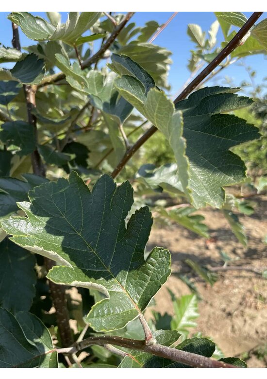 Schwedische Mehlbeere - Mehrstämmig | Sorbus Intermedia