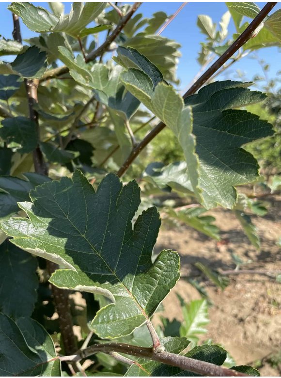 Schwedische Mehlbeere - Mehrstämmig | Sorbus Intermedia Schwedische Mehlbeere - Mehrstämmig | Sorbus Intermedia