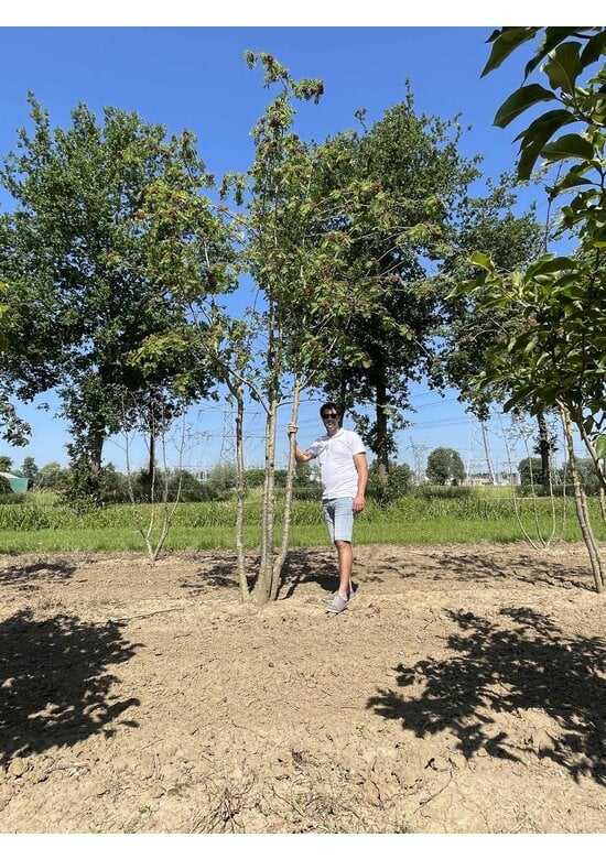 Eberesche aucuparia - Mehrstämmig | Sorbus Aucuparia