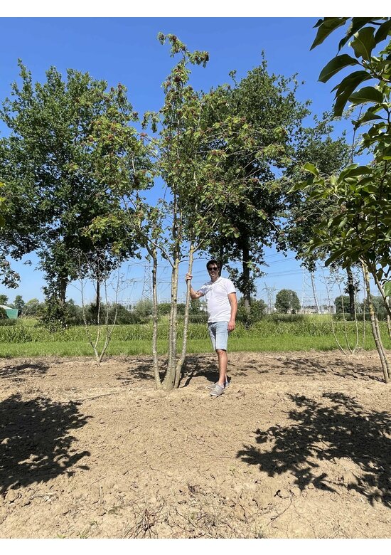Ebersche aucuparia - Mehrstämmig | Sorbus Aucuparia