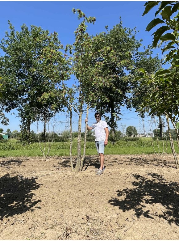 Ebersche aucuparia - Mehrstämmig | Sorbus Aucuparia Ebersche aucuparia - Mehrstämmig | Sorbus Aucuparia
