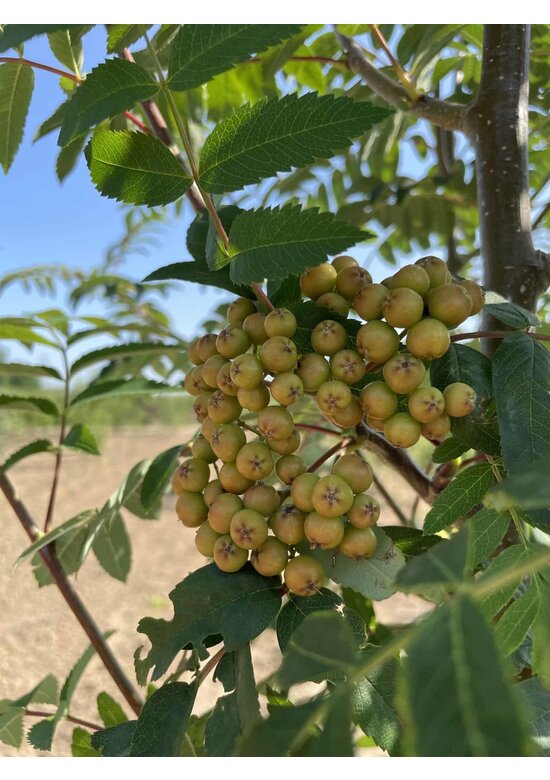 Eberesche aucuparia - Mehrstämmig | Sorbus Aucuparia