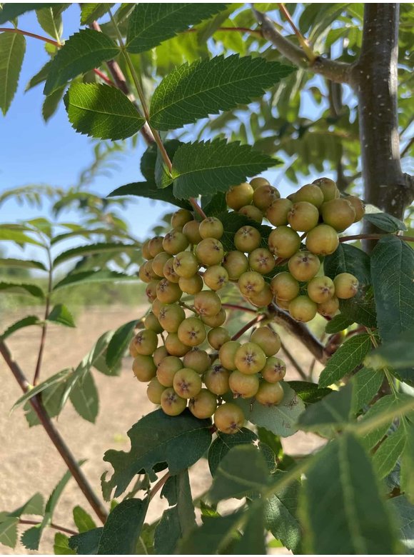 Ebersche aucuparia - Mehrstämmig | Sorbus Aucuparia Ebersche aucuparia - Mehrstämmig | Sorbus Aucuparia