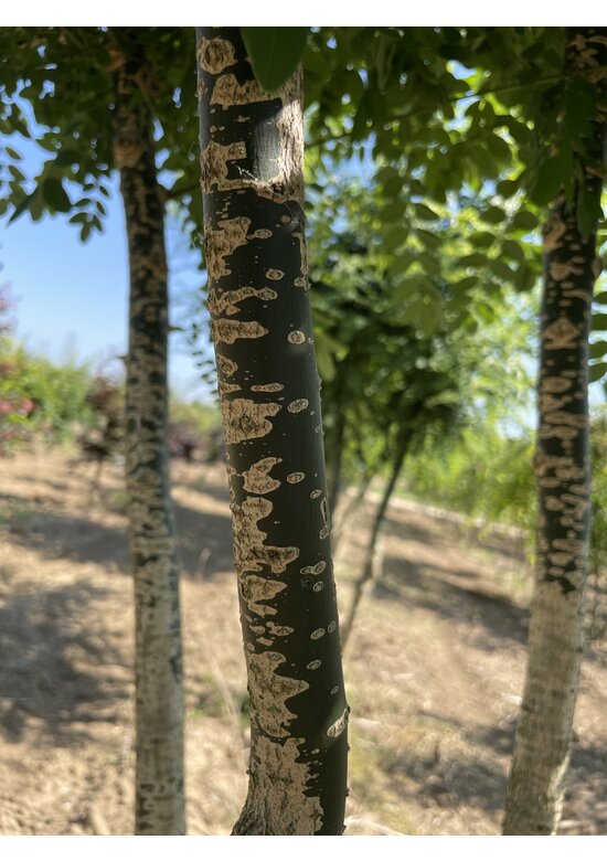 Schnurbaum - Mehrstämmig | Styphnolobium japonicum