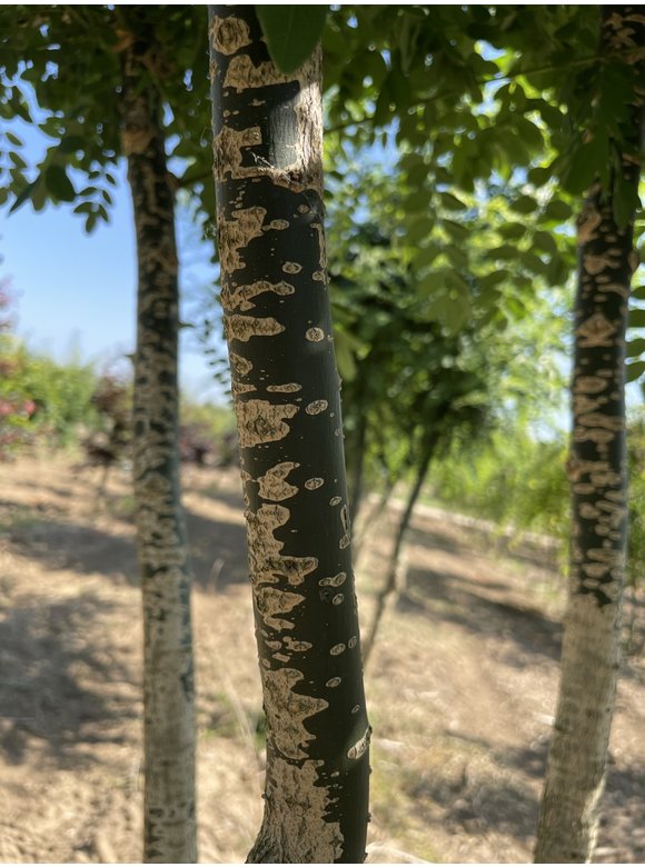 Schnurbaum - Mehrstämmig | Styphnolobium japonicum Schnurbaum - Mehrstämmig | Styphnolobium japonicum