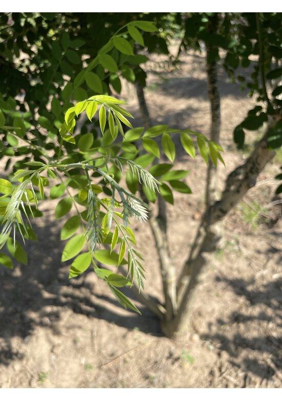 Schnurbaum - Mehrstämmig | Styphnolobium japonicum