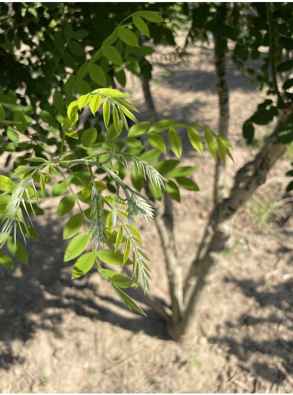 Schnurbaum - Mehrstämmig | Styphnolobium japonicum Schnurbaum - Mehrstämmig | Styphnolobium japonicum