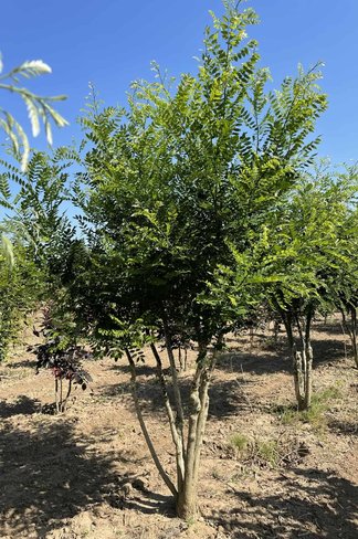 Schnurbaum - Mehrstämmig | Styphnolobium japonicum