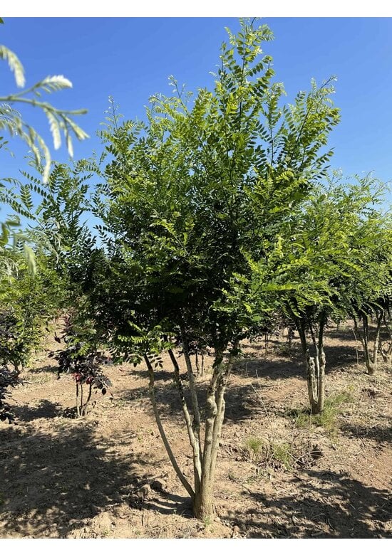 Schnurbaum - Mehrstämmig | Styphnolobium japonicum