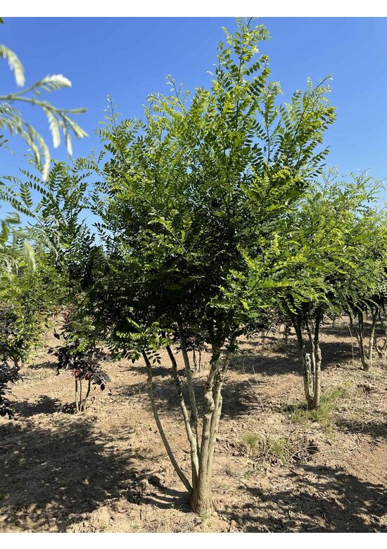 Schnurbaum - Mehrstämmig | Styphnolobium japonicum