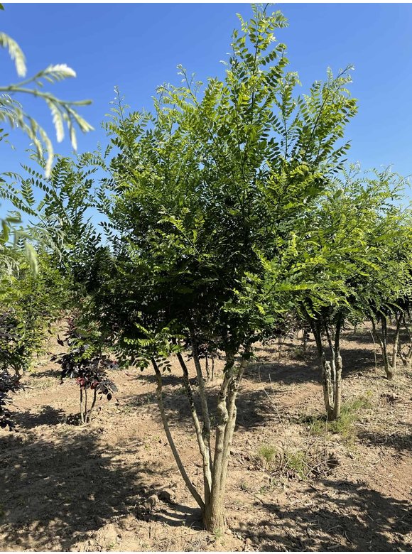 Schnurbaum - Mehrstämmig | Styphnolobium japonicum Schnurbaum - Mehrstämmig | Styphnolobium japonicum