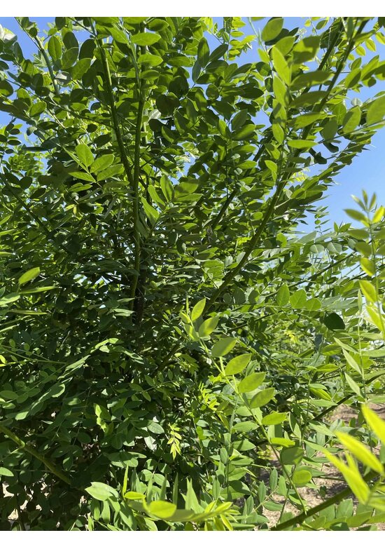 Schnurbaum - Mehrstämmig | Styphnolobium japonicum