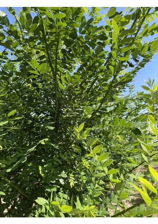 Schnurbaum - Mehrstämmig | Styphnolobium japonicum