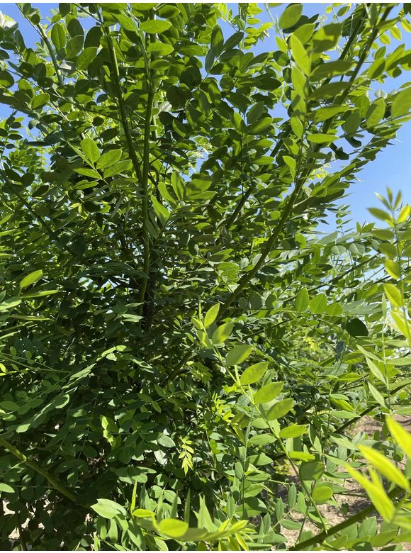 Schnurbaum - Mehrstämmig | Styphnolobium japonicum Schnurbaum - Mehrstämmig | Styphnolobium japonicum