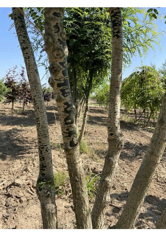 Schnurbaum - Mehrstämmig | Styphnolobium japonicum