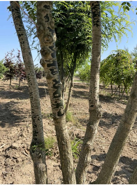 Schnurbaum - Mehrstämmig | Styphnolobium japonicum Schnurbaum - Mehrstämmig | Styphnolobium japonicum