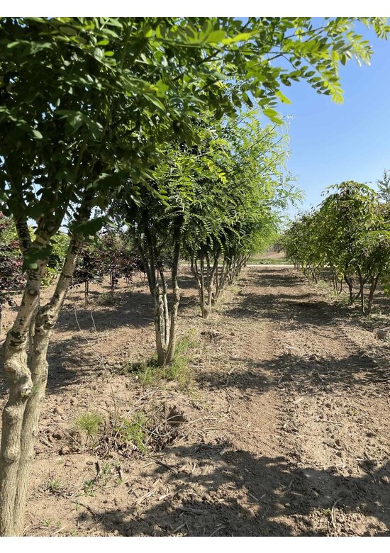 Schnurbaum - Mehrstämmig | Styphnolobium japonicum