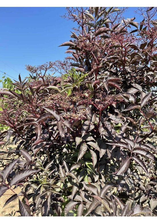 Schwarzer Holunder 'Black Lace' - Mehrstämmig | Sambucus nigra 'Black Lace'