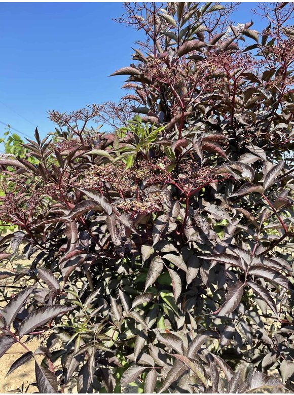Schwarzer Holunder 'Black Lace' - Mehrstämmig | Sambucus nigra 'Black Lace' Schwarzer Holunder 'Black Lace' - Mehrstämmig | Sambucus nigra 'Black Lace'