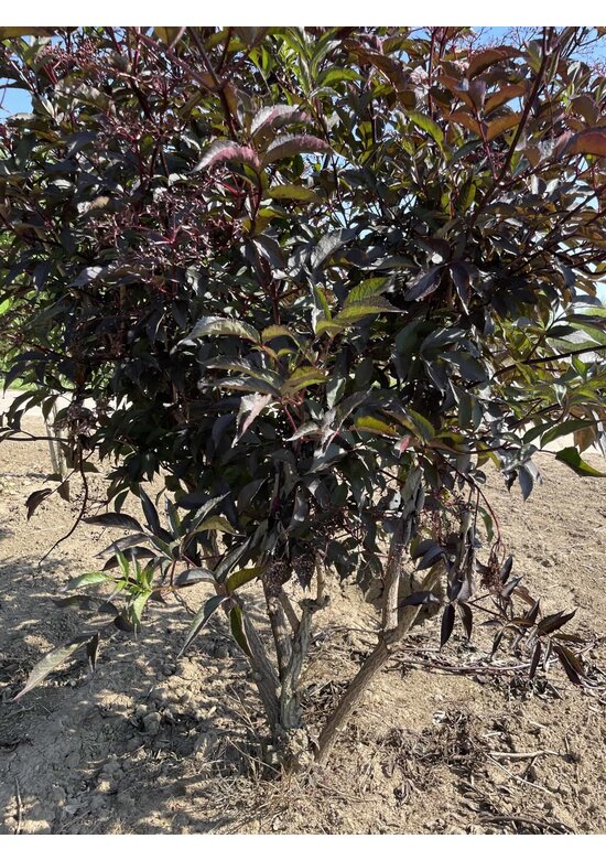 Schwarzer Holunder 'Black Lace' - Mehrstämmig | Sambucus nigra 'Black Lace' Schwarzer Holunder 'Black Lace' - Mehrstämmig | Sambucus nigra 'Black Lace'