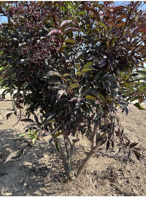 Schwarzer Holunder 'Black Lace' - Mehrstämmig | Sambucus nigra 'Black Lace' Schwarzer Holunder 'Black Lace' - Mehrstämmig | Sambucus nigra 'Black Lace'