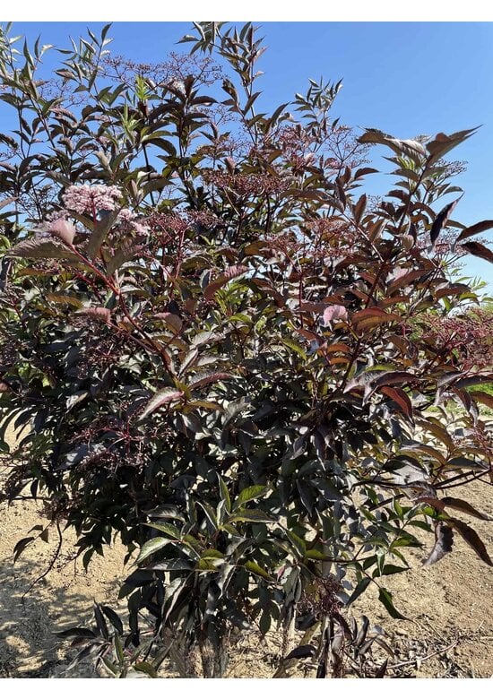 Schwarzer Holunder 'Black Lace' - Mehrstämmig | Sambucus nigra 'Black Lace' Schwarzer Holunder 'Black Lace' - Mehrstämmig | Sambucus nigra 'Black Lace'