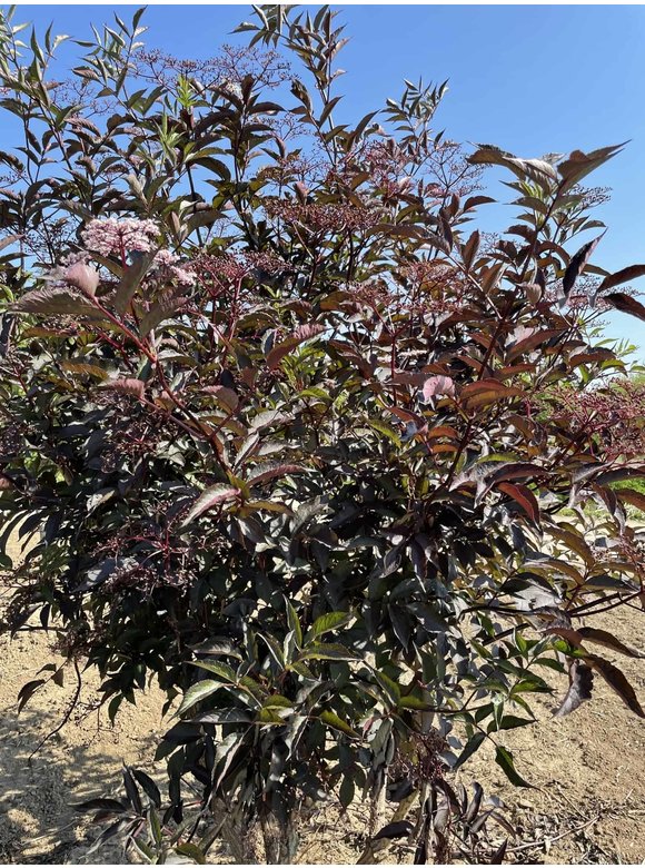 Schwarzer Holunder 'Black Lace' - Mehrstämmig | Sambucus nigra 'Black Lace' Schwarzer Holunder 'Black Lace' - Mehrstämmig | Sambucus nigra 'Black Lace'