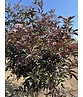 Schwarzer Holunder 'Black Lace' - Mehrstämmig | Sambucus nigra 'Black Lace' Schwarzer Holunder 'Black Lace' - Mehrstämmig | Sambucus nigra 'Black Lace'